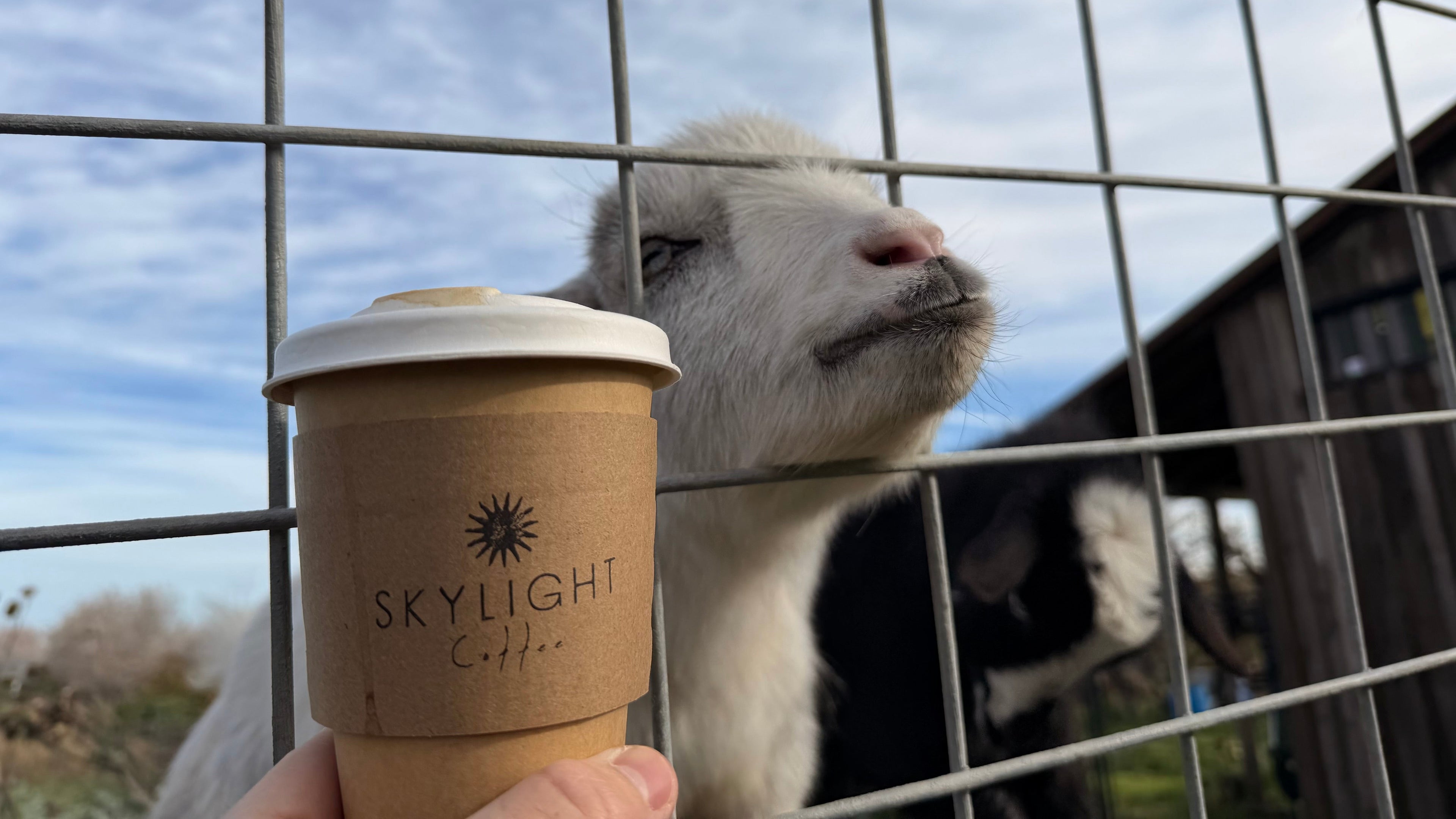 Goat peering through a fence at a Skylight Coffee cup held by a person